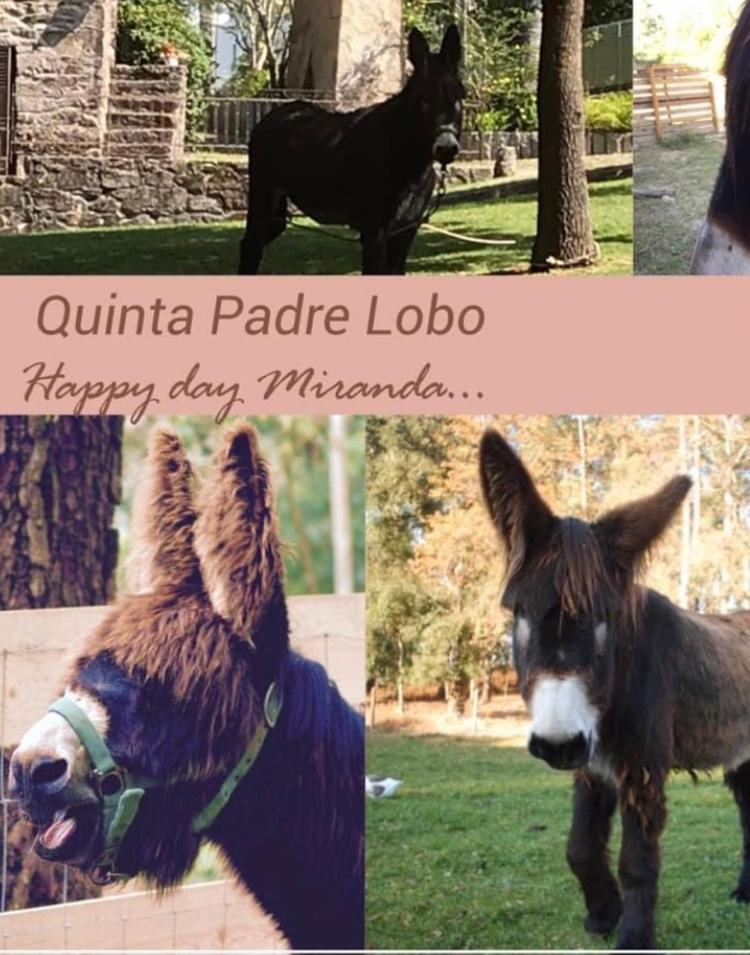 Quinta Padre Lobo Guest House Santa Maria da Feira Exterior photo
